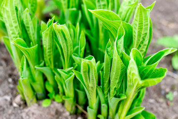 Green leaf texture. Leaf texture background