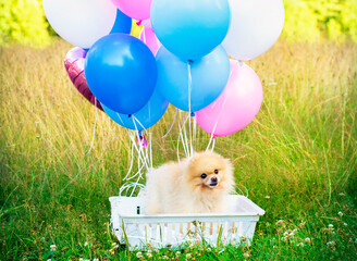 Pomeranian Spitz sitting in a basket with balloons. Beautiful portrait of Spitz with balloons.
