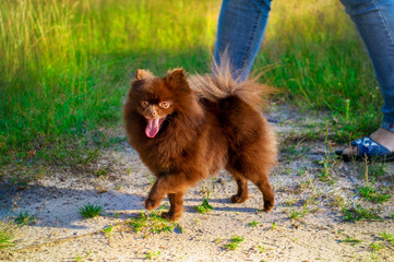 Amazing portrait of a young dog (Pomeranian) during sunset in the grass. Spitz cheerful in the grass.