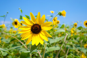 神奈川県横須賀市のソレイユの丘のひまわり畑