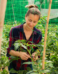 Female owner of greenhouse engaged in cultivation of organic tomatoes, making supports for growing...