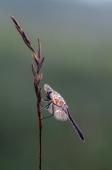 The dragonfly in the dew in the early morning dries its wings in the meadow