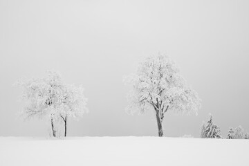 Bäume im Winternebel