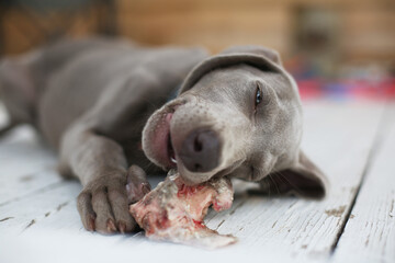 Cute grey weimaraner puppy dog eating bone with raw meat on white wooden floor. Pets in a country house. Purebred short haired smart friend.  