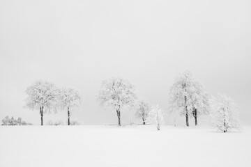 Fototapeta na wymiar Bäume im Winternebel