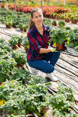 Confident female owner of greenhouse engaged in cultivation of organic tomatoes, examining seedlings in pots