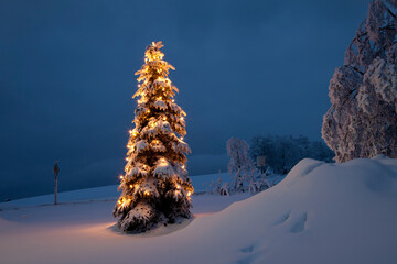 Weihnachtsbaum mit Weihnachtsbeleuchtung im Schnee / Winter zur blauen Stunde
