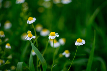 Chamomile flowers on a meadow in summer, Selective focus