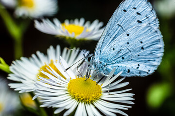 blue butterfly on daisy