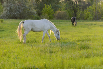 Obraz na płótnie Canvas white wild horse in the field