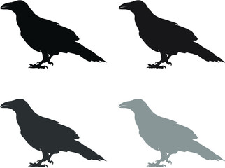 set of raven birds