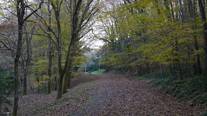 Forest in Autumn İstanbul Turkey