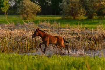 single foal in the water