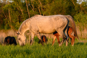 Fototapeta premium wild horse in the field