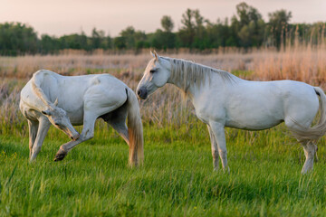 Plakat two white horses in the field