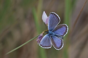 Silver-studded Blue, Plebejus argus, wild beautiful butterfly sitting on the green leaves, insect in the nature habitat, spring in the meadow. European wildlife, Czech republic.