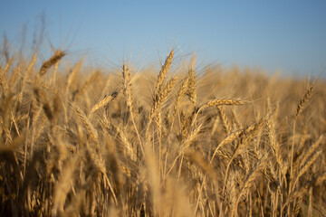 Wheat field. Agriculture