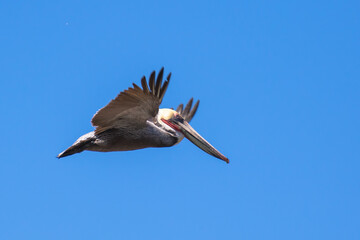Brown Pelican with adult breeding plumage, Loreto, Baja California Sur, Mexico