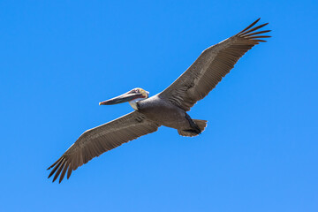 Brown Pelican with adult breeding plumage, Loreto, Baja California Sur, Mexico