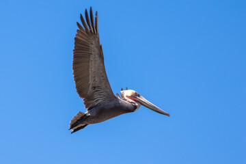 Brown Pelican with adult breeding plumage, Loreto, Baja California Sur, Mexico
