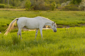Obraz na płótnie Canvas white horse grazing in a meadow