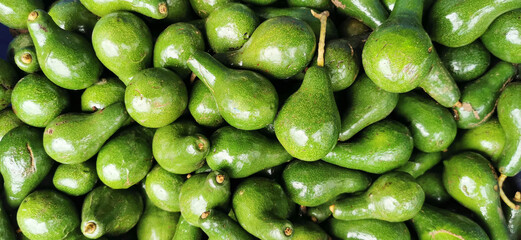 Closeup Shot at A Group of Avocado Fruits (Persea americana) or Alligator Pear. 
