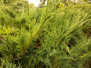The branches of the creeping thuja against the background of the greenery of the main bush.