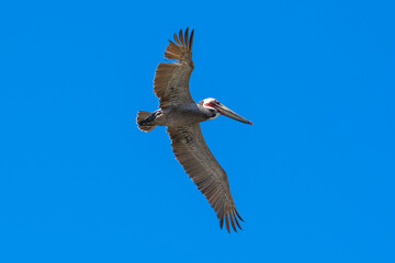 Brown Pelican with adult breeding plumage, Loreto, Baja California Sur, Mexico