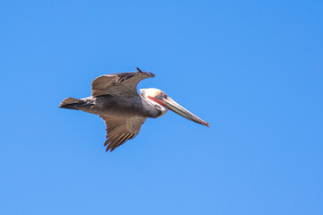 Brown Pelican with adult breeding plumage, Loreto, Baja California Sur, Mexico