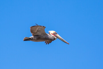 Brown Pelican with adult breeding plumage, Loreto, Baja California Sur, Mexico