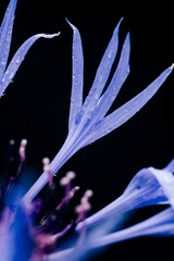 Abstract macro photography of the petals of the blue flower field