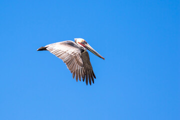Brown Pelican with adult breeding plumage, Loreto, Baja California Sur, Mexico
