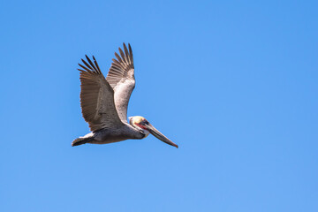 Brown Pelican with adult breeding plumage, Loreto, Baja California Sur, Mexico