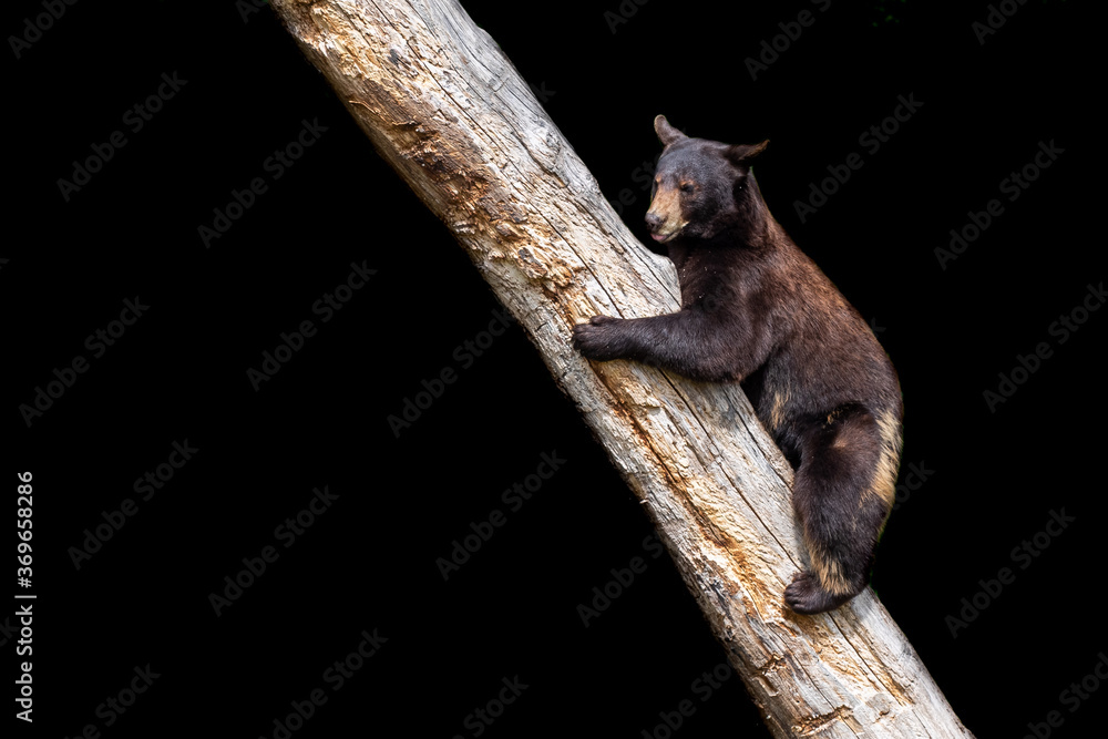 Poster black bear with a black background