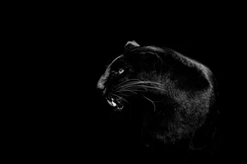 Türaufkleber Portrait of a black panther with a black background © AB Photography