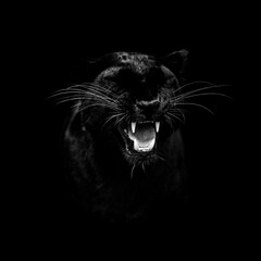 Portrait of a black panther with a black background