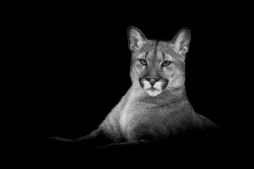 Zelfklevend Fotobehang Puma with a black background © AB Photography