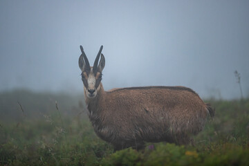 Chamois in the fog