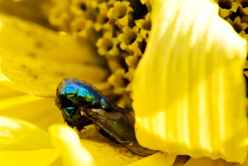 a corpse of a headless dead fly on flower petals