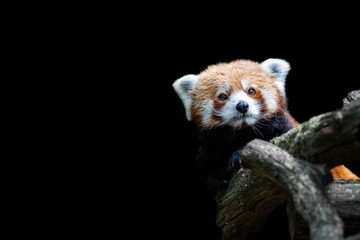 Red panda with a black background © AB Photography