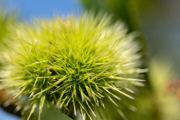 Edelkastanien reifen im stacheligen Fruchtbecher im Sommer am Baum. Makroaufnahme mit selektiver Schärfe.
