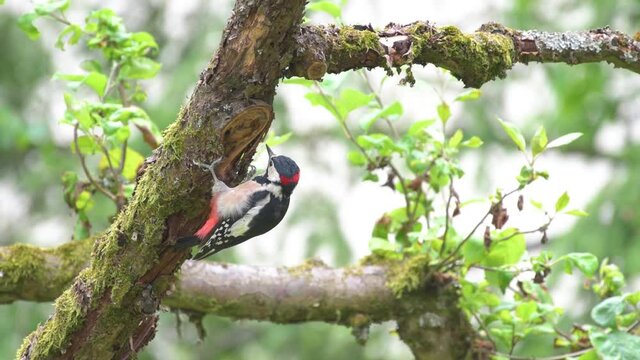 Young male great spotted woodpecker (Dendrocopos major) picking on trunk of apple tree in garden