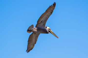 Brown Pelican with adult breeding plumage, Loreto, Baja California Sur, Mexico