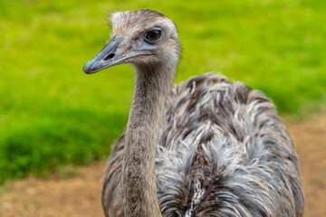 An ostrich.A big ostrich stands in the forest.