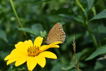 Dunkler Waldvogel, Aphantopus hyperantus, auf gelber Blüte