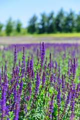 Naklejka premium Lavender field in park Krasnodar