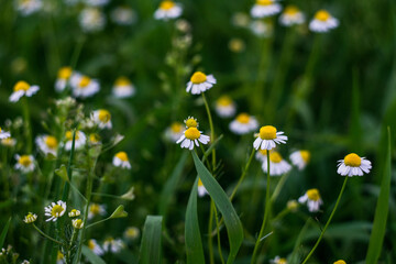 Closed up of Chamomile gardenfield 