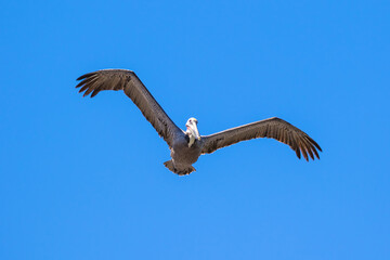 Brown Pelican with adult breeding plumage, Loreto, Baja California Sur, Mexico