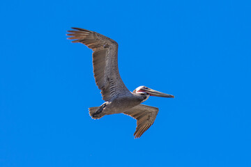 Brown Pelican with adult breeding plumage, Loreto, Baja California Sur, Mexico
