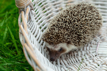 hedgehog in a white basket on the green grass